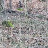 02 Aktion Februar 25 Tiere im Winterwald